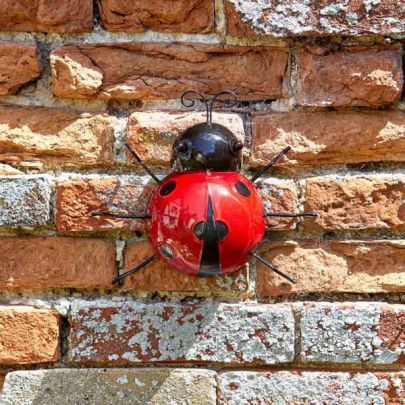Large Ladybird